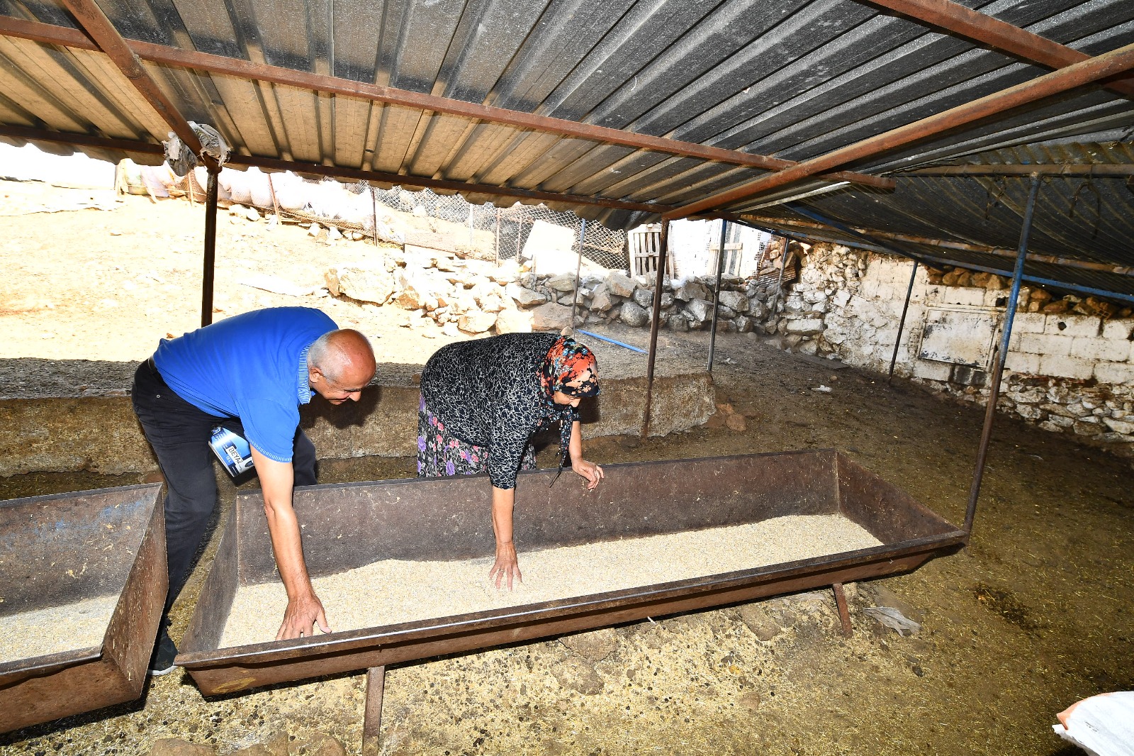 Büyükşehir Belediyesi’nden merasız kalan hayvanlar yem desteği