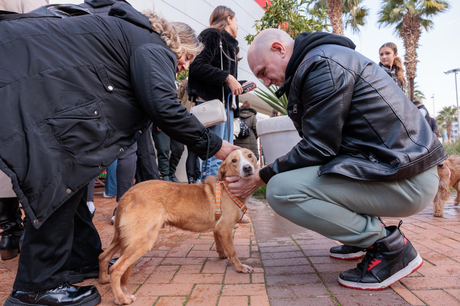 Konak'tan patili dostları sahiplendirme etkinliği: Yeni yıla sıcak yuvalarında girecekler