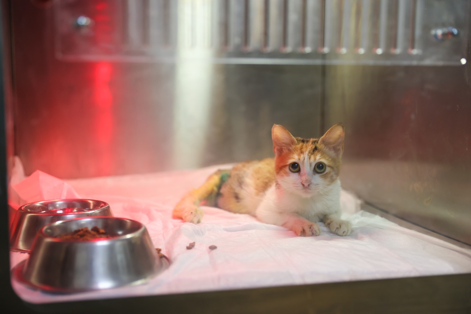 Ağır yaralarına rağmen yaşama tutundu, adı “Azim” oldu