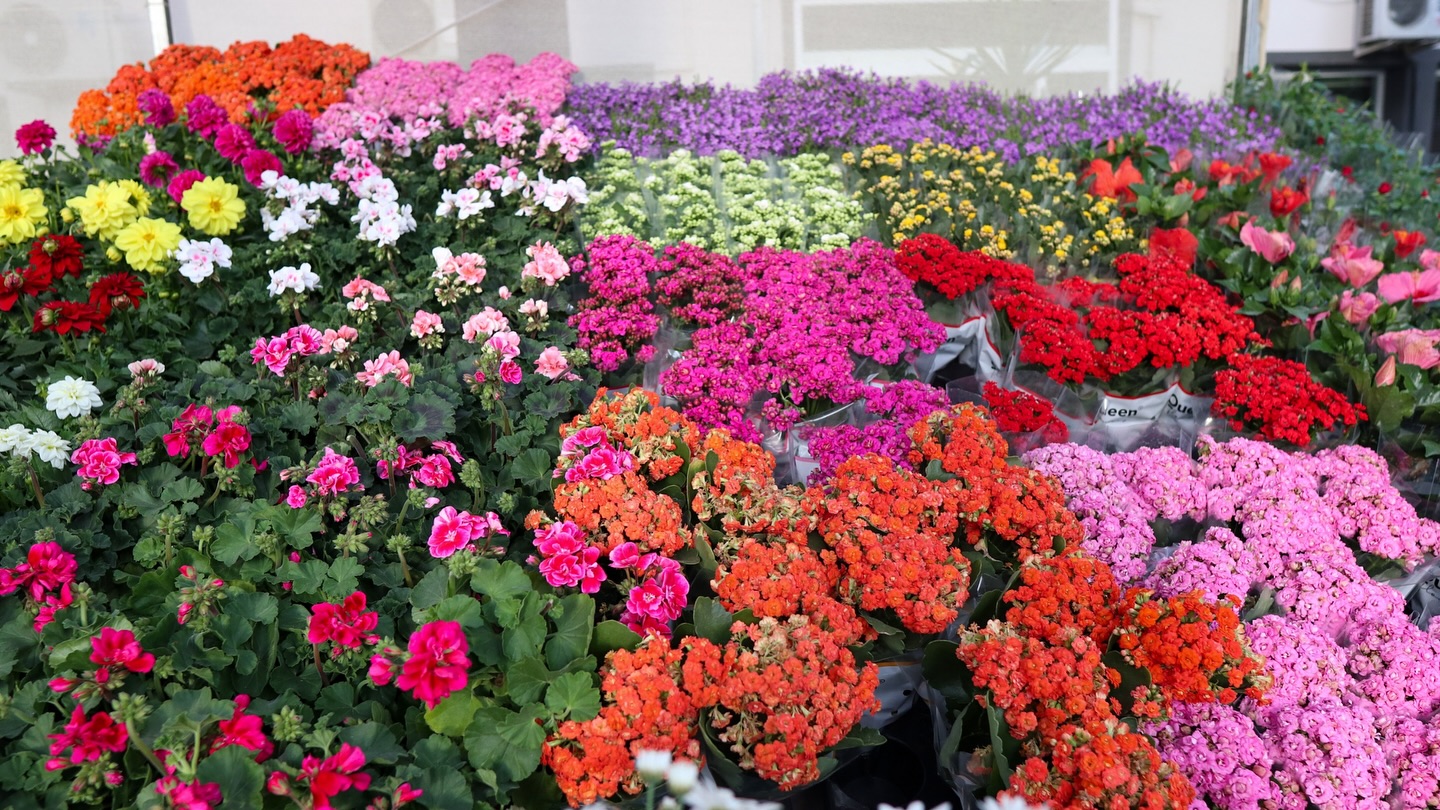 Bayındır 26. Uluslararası Çiçek Festivali’nin ilk Günü Dolu Dolu Geçti