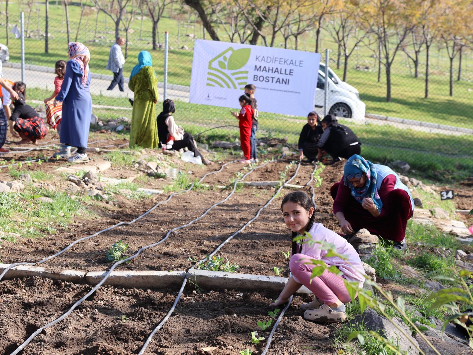 Mahalle bostanlarında kış dikimleri başladı