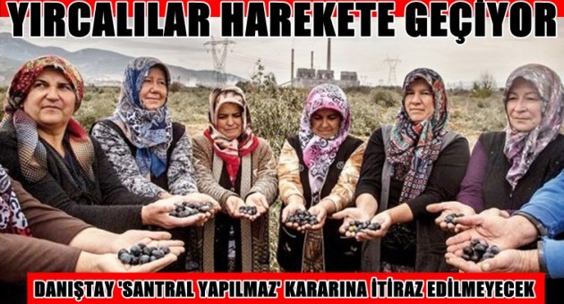 Danıştay 'santral yapılamaz' kararına itiraz edilemeyecek, Yırcalılar kesilen 6 bin zeytin için harekete geçiyor