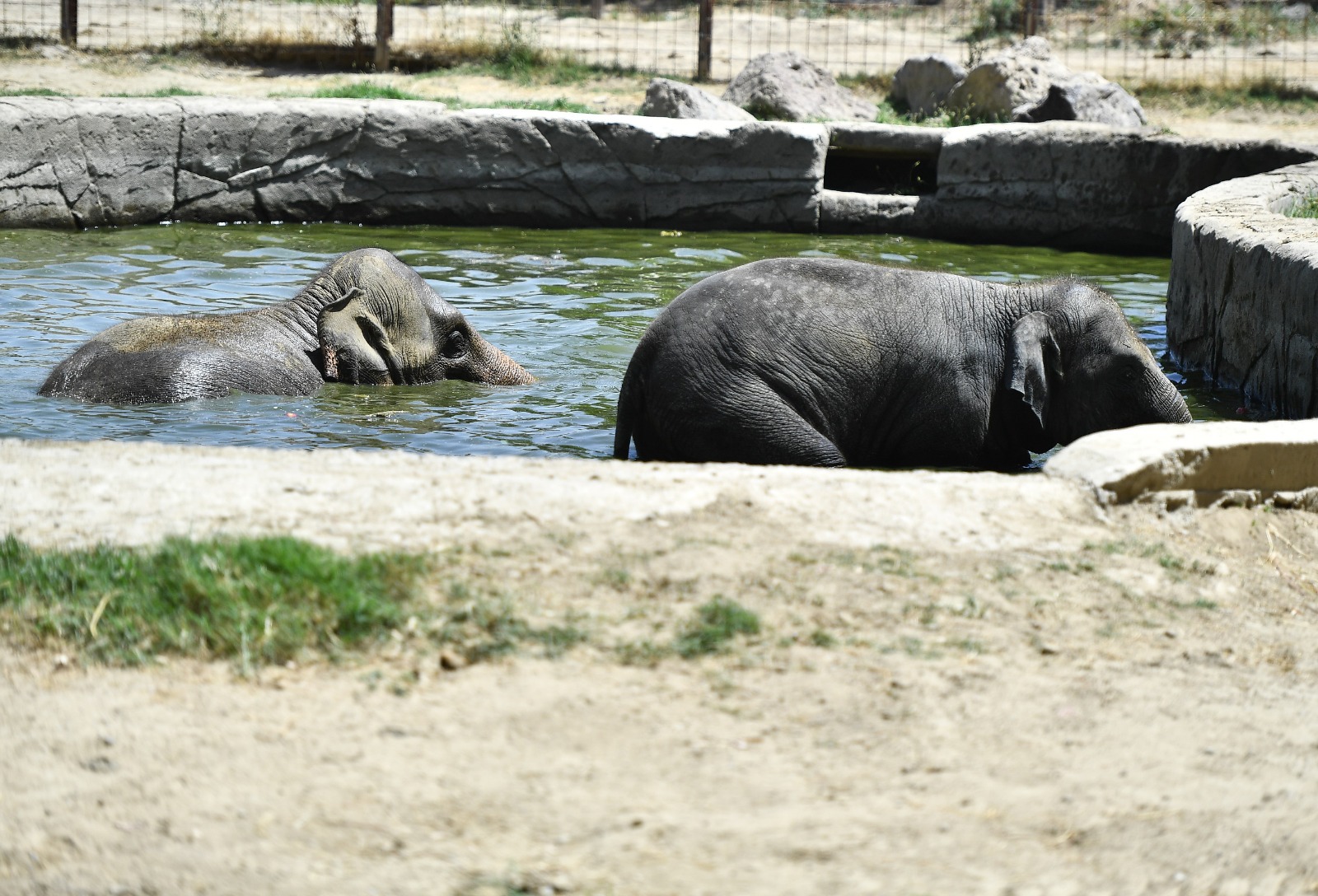 Doğal Yaşam Parkı sakinlerini serinleten menü