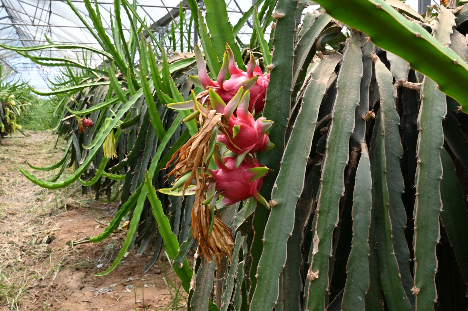 İzmir'in Tarımsal Ürün Çeşitliliğine Ejder Meyvesi Katkısı