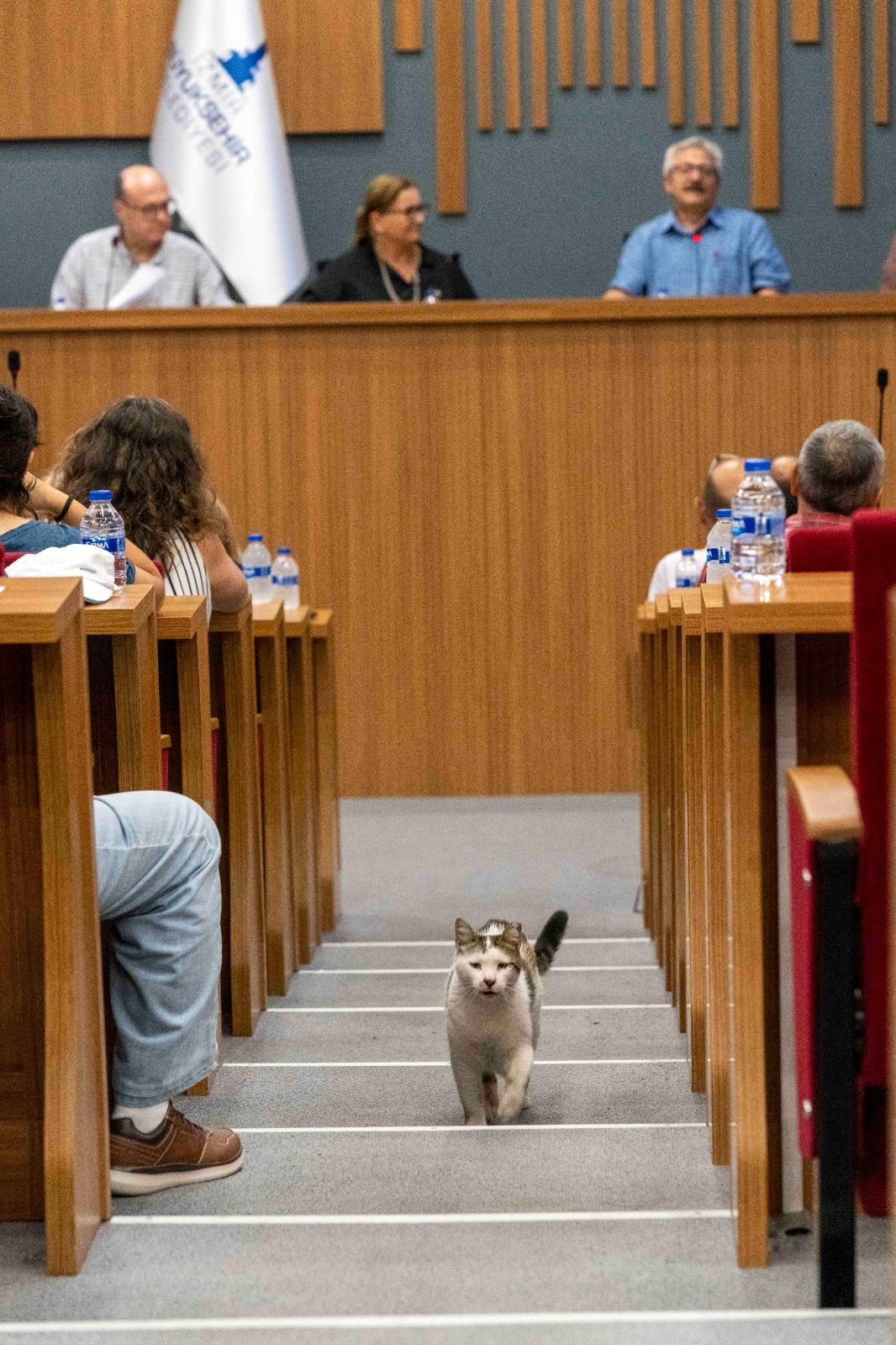 Sokakta yaşayan canlar için eylem planı hazırlıkları sürüyor