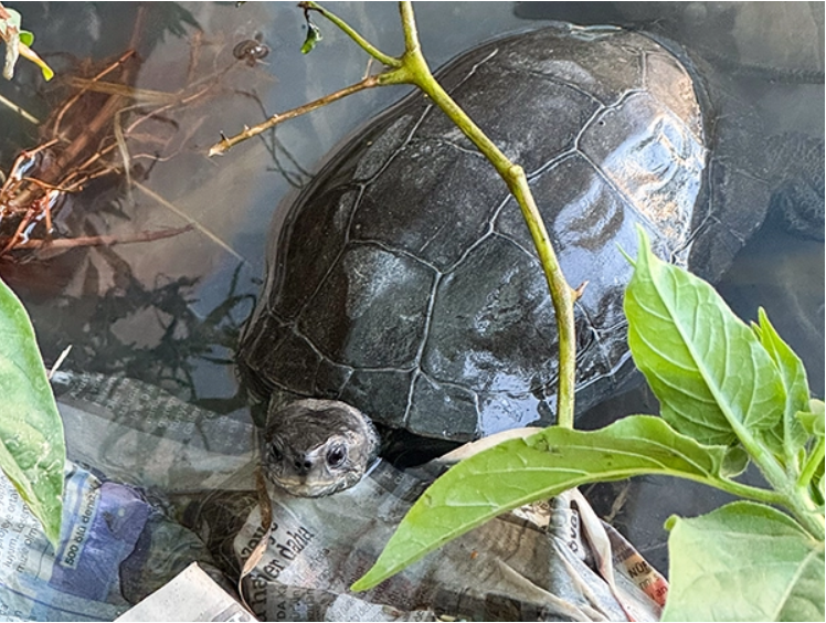 Kaplumbağalar kirli suda yaşam mücadelesi veriyor