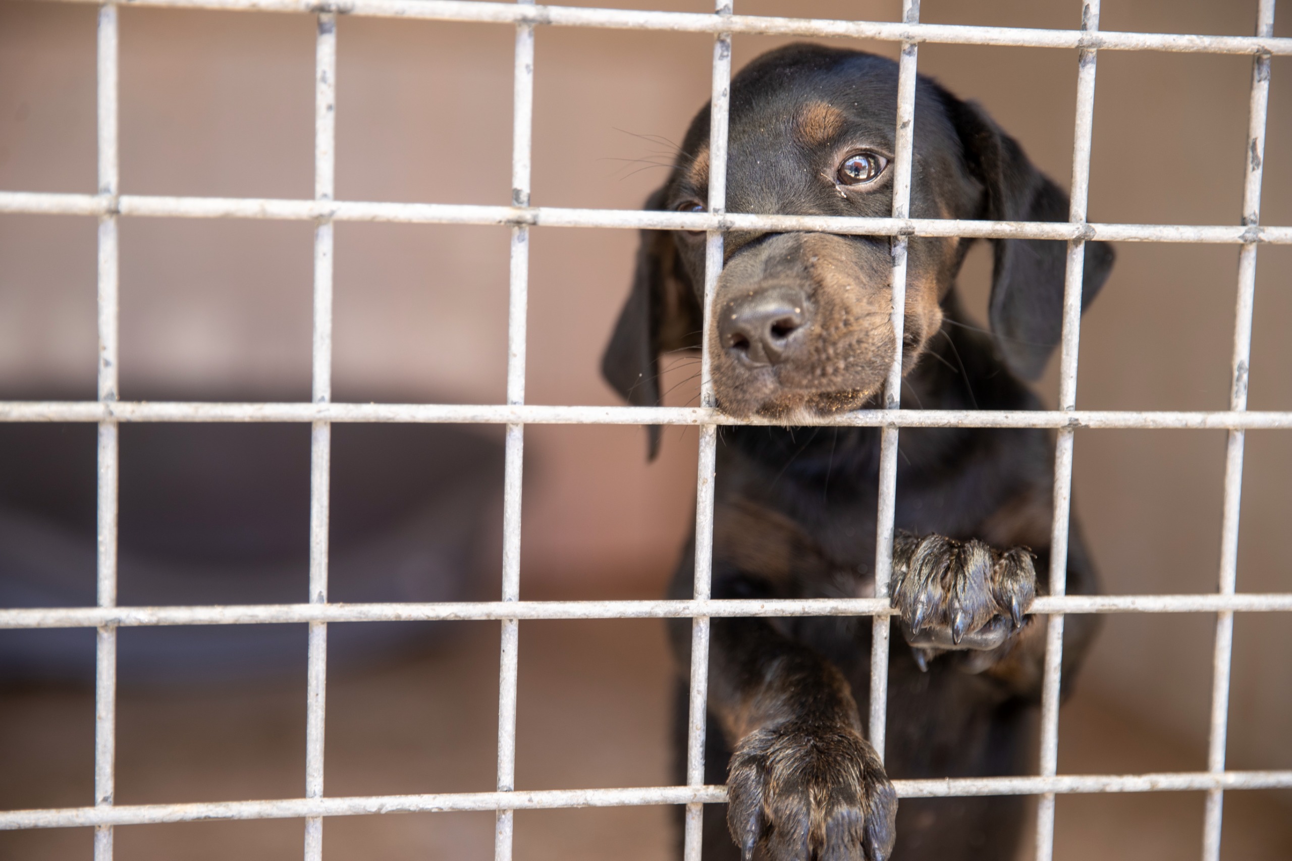 Konak’ta 1 ayda 58 can dost yeni yuvalarına kavuştu