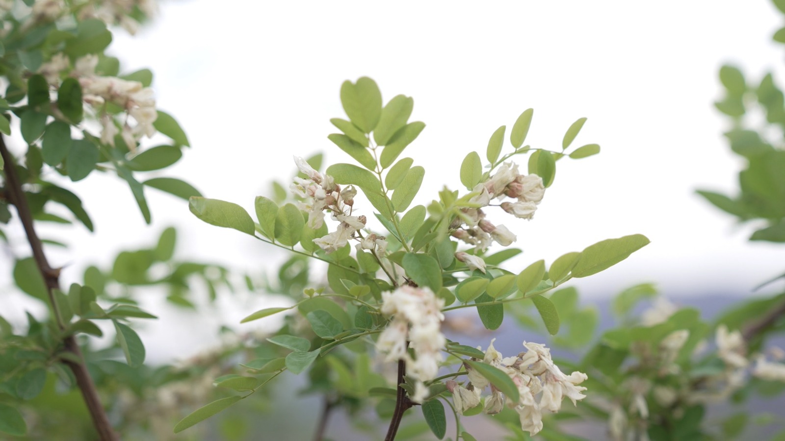 9 Eylül’de İzmir’in dağlarında çiçekler açtı