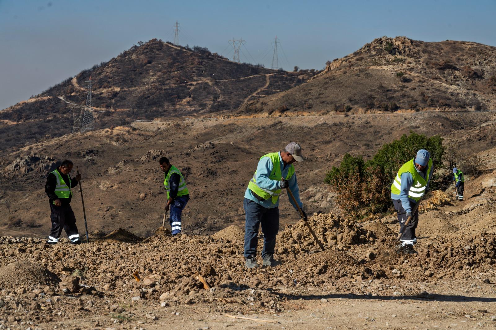 Yanan araziler bal ormanıyla küllerinden doğuyor 