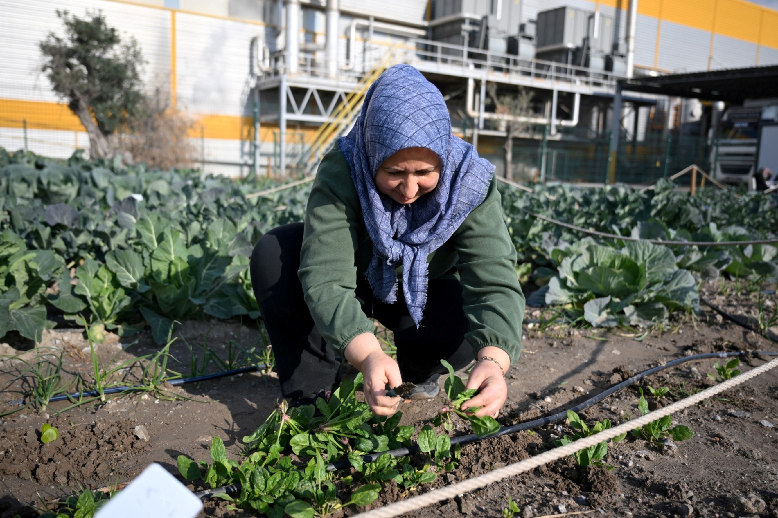 Kent Bostanı, kadınların elinde yeşerdi