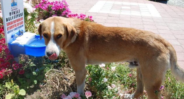 Dikili’de can dostlara ‘özel’ proje