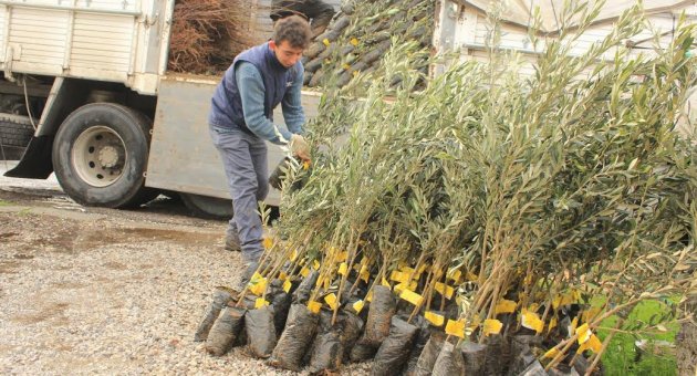 Dikili organik tarımın merkezi olacak