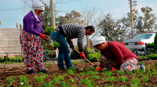 Dikili’ye Bahar Erken Geldi