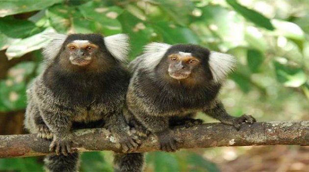 Doğal Yaşam Ailesinin Yeni Konukları...