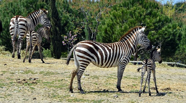 Doğal Yaşam’da yeni rekor
