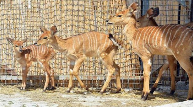 Doğal Yaşam Parkı'nda Bahar Bereketi