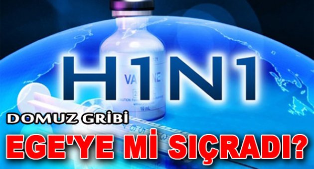 'Domuz Gribi' Ege'ye mi sıçradı?