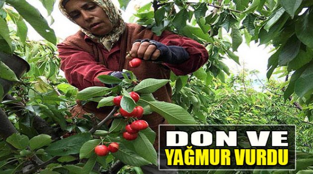 Don Ve Yağmur, Kemalpaşa Kirazını Vurdu