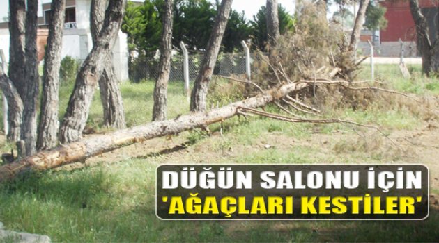 Düğün Salonu İçin Ağaç Kestiler