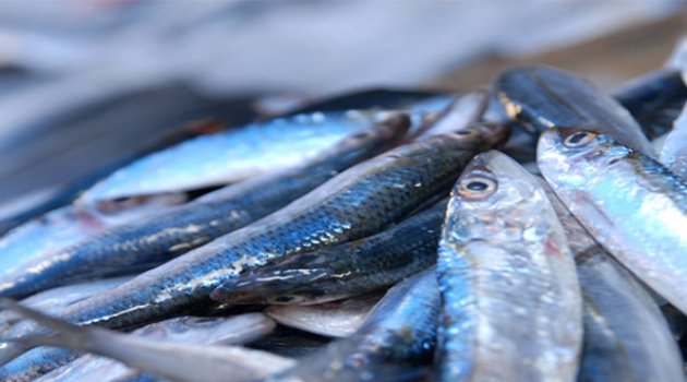 Ege'nin Sardalyası Görücüye Çıkıyor