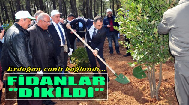 Erdoğan'ın Katılımıyla Fidanlar Dikildi