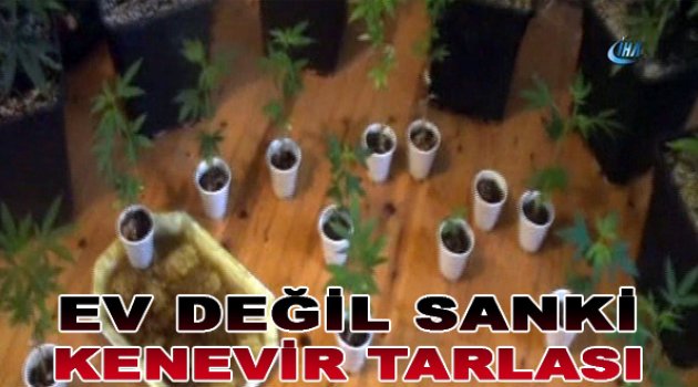 Evini kenevir tarlasına çevirdi!