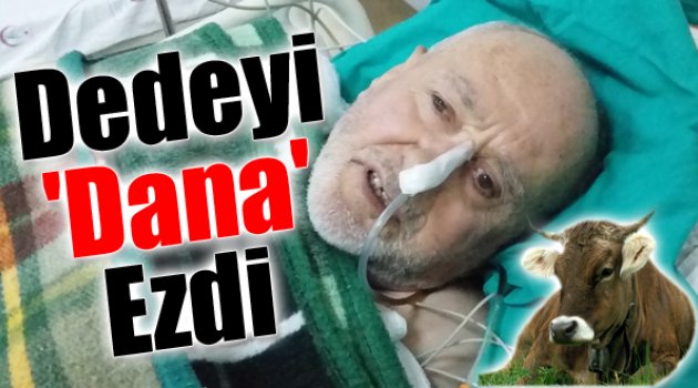 İhsan Dedeyi Dana Ezdi