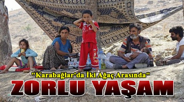 İki Ağaç Arasında Yaşıyorlar...