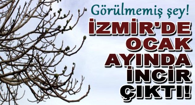 İncir Ağacı Ocak Ayında Meyve Verdi