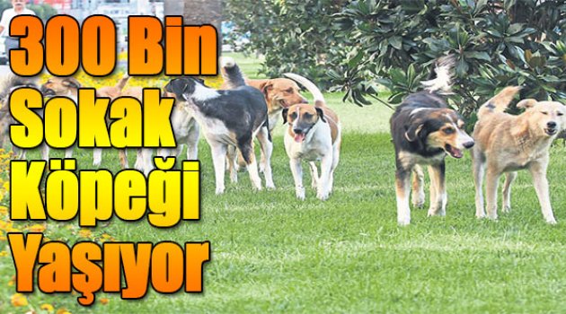 İzmir’de 300 Bin Sokak Köpeği Yaşıyor