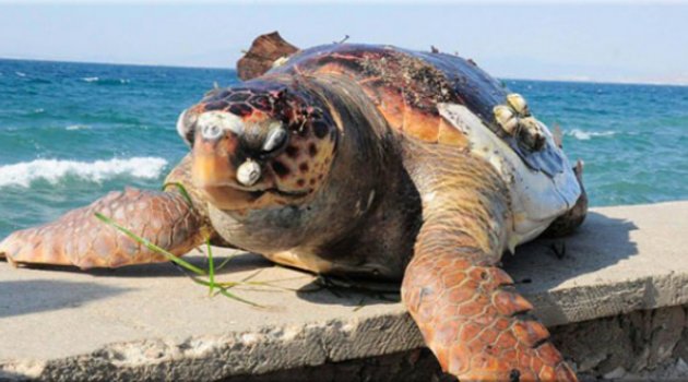 İzmir’de Sahile Ölü Caretta Caretta Vurdu