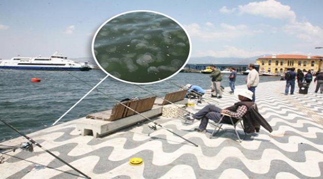 İzmir’deki Oltacılara Denizanası Molası