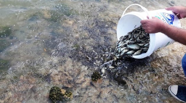 İzmir’in Baraj Ve Göletlerine 400 Bin Yavru Balık!