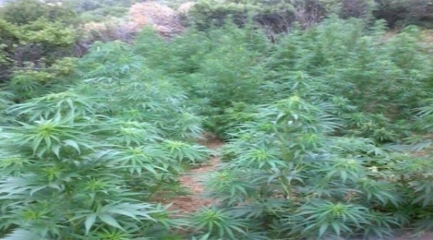 İzmir Jandarması Uyuşturucu Tacirlerine Göz Açtırmıyor