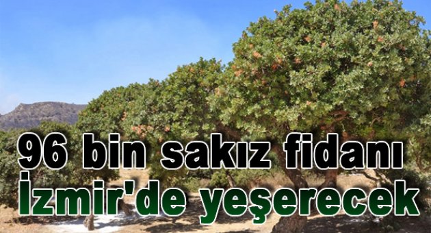 İzmir'de 96 bin sakız fidanı yetiştirilecek