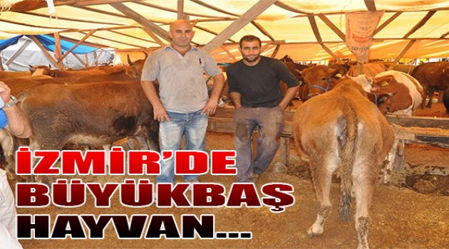 İzmir&#039;de Büyükbaş Hayvan...