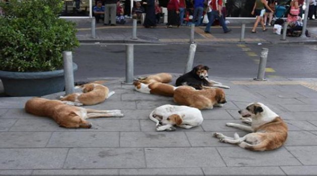 İzmir&#039;de Kaldırımlar Köpeklere Kaldı