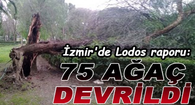 İzmir'de Lodos Raporu: 75 Ağaç Devrildi