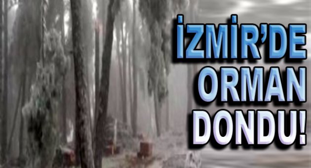 İzmir'de orman dondu!