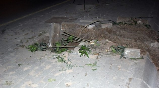 İzmir'de Tramvay Hattı İçin Yüzlerce Ağaç Kesildi