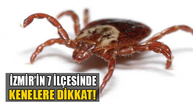 İzmir&#039;in 7 İlçesinde Kenelere Dikkat!