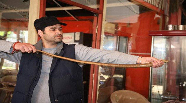 İzmir&#039;in Göbeğinde Yılan Korkusu