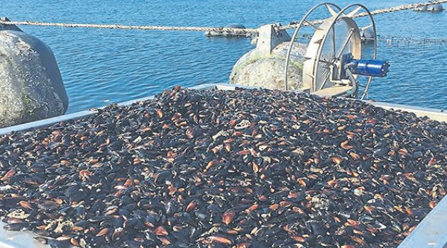 İzmir'in Midyesi Kültürlendi