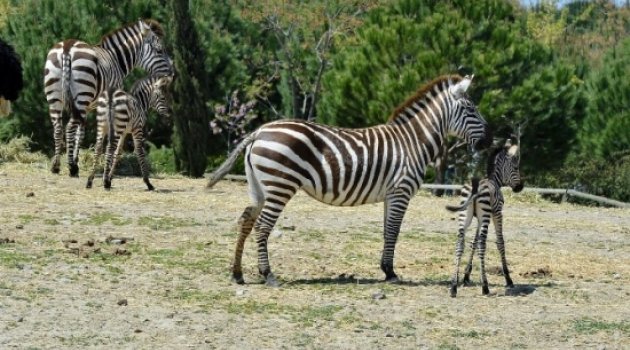 İzmir'in Zebraları 3'tü 5 Oldu