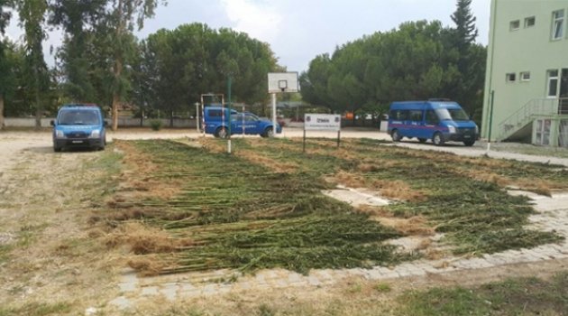 Jandarmadan Kenevir Operasyonu