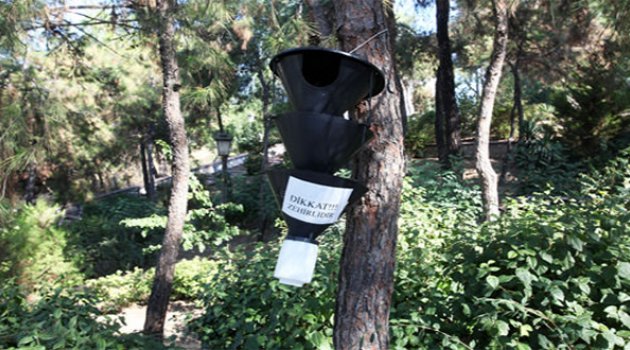 Karabağlar'da Çam Ağaçlarına Koruma