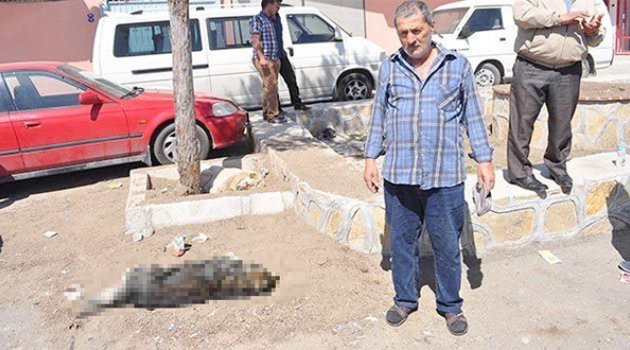 Karabağlar'da köpek katliamı