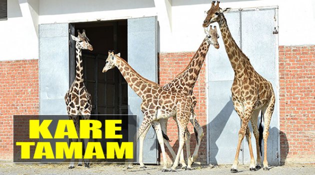 Kareyi Tamamladılar