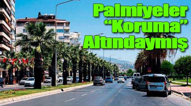 Karşıyaka'daki Palmiyelerin Anıt Ağaç Tescili Varmış