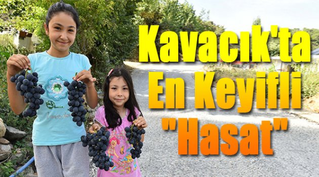 Kavacık’ta en keyifli hasat